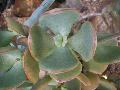 Silverdollar Plant / Crassula arborescens 